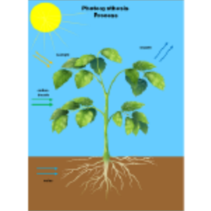 Photosynthesis Process thumb